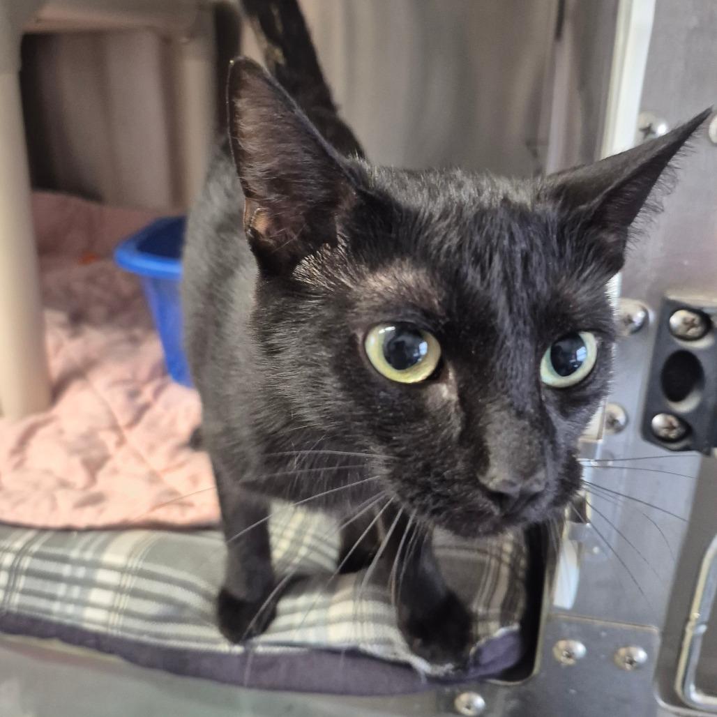 Enlarge Summer, a Adoptable Domestic Short Hair in Kingman, KS image 2/2