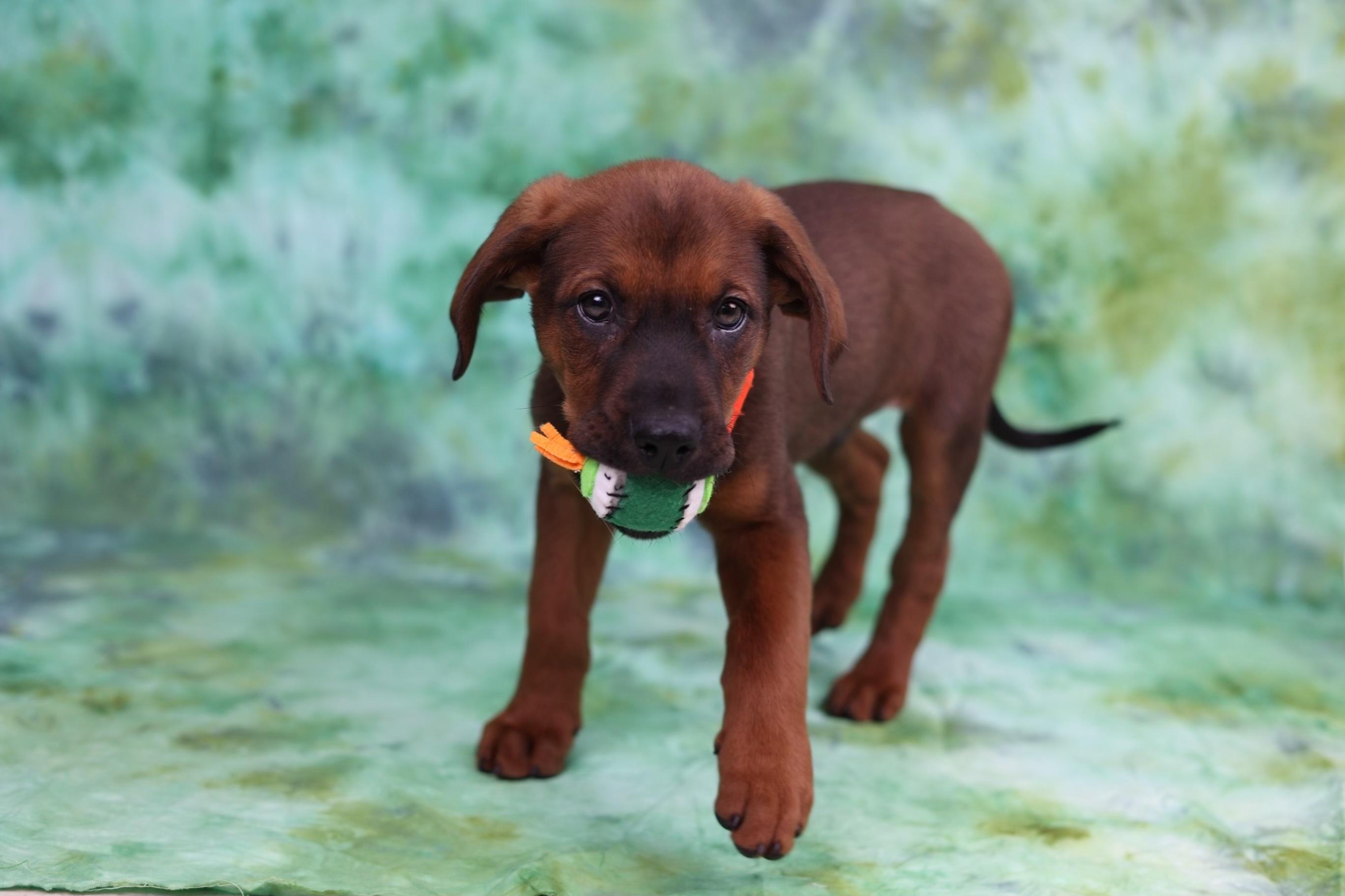 Enlarge Dodger, a ADOPTABLE mixed breed in Whitestown, IN image 1/1