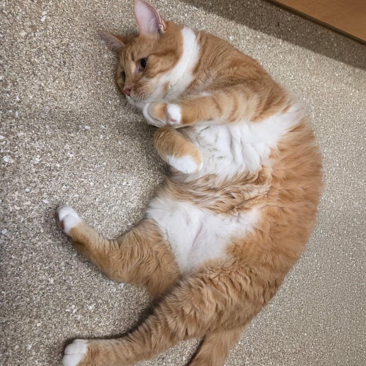 Enlarge Oliver, a Adoptable Domestic Short Hair in Prince Frederick, MD image 1/4