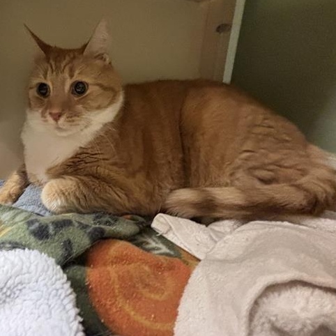 Enlarge Oliver, a Adoptable Domestic Short Hair in Prince Frederick, MD image 2/4