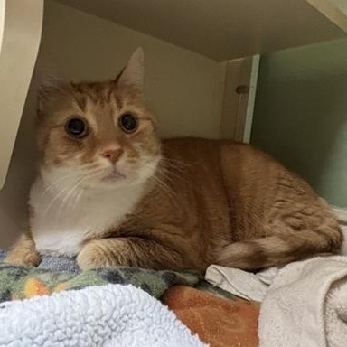 Enlarge Oliver, a Adoptable Domestic Short Hair in Prince Frederick, MD image 3/4