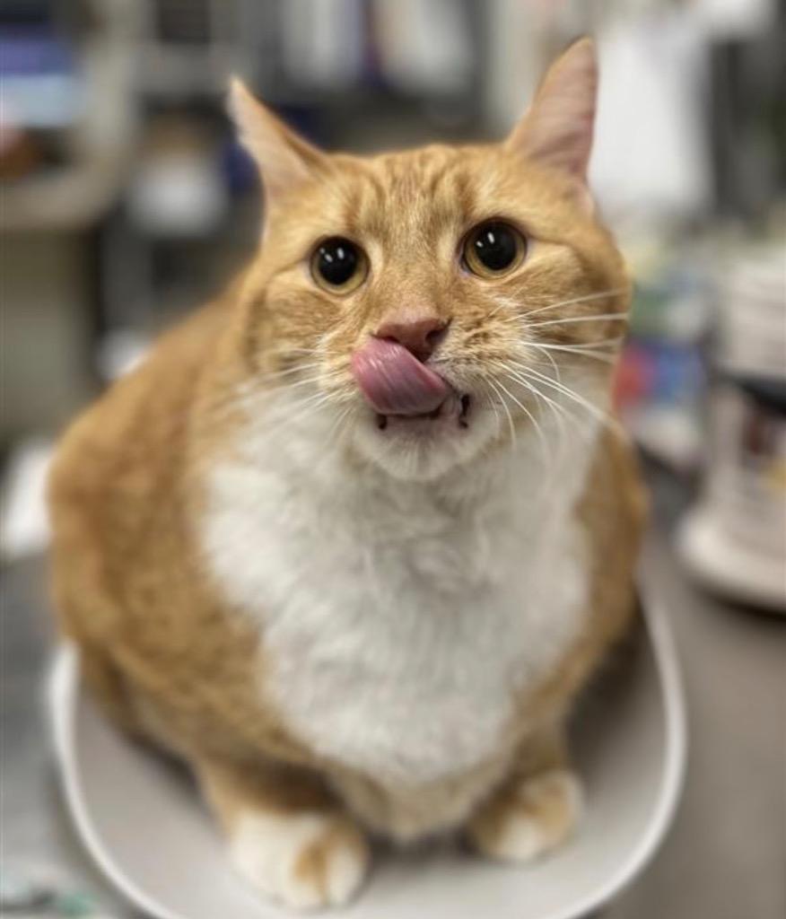 Enlarge Oliver, a Adoptable Domestic Short Hair in Prince Frederick, MD image 4/4