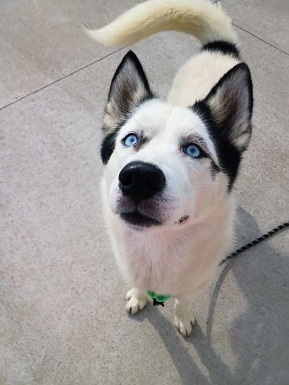 Enlarge Patch, a Adoptable mixed breed in Beatrice, NE image 1/3