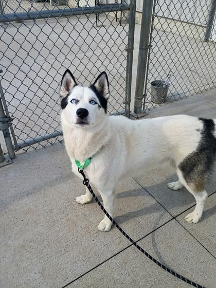 Enlarge Patch, a Adoptable mixed breed in Beatrice, NE image 2/3