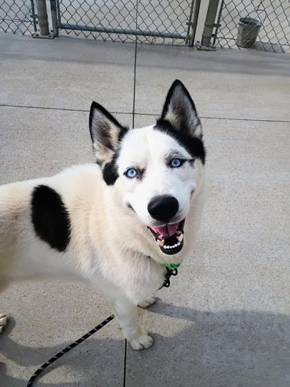 Enlarge Patch, a Adoptable mixed breed in Beatrice, NE image 3/3