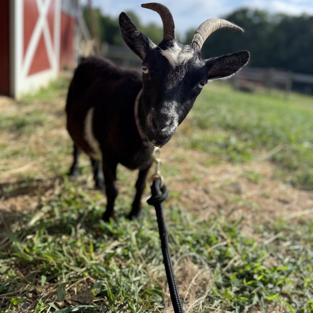 Butter, Adult Female Nigerian Dwarf