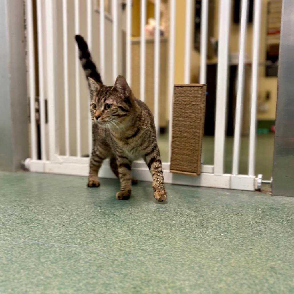 Rey (Dinah), Adoptable, Young Female Domestic Short Hair.