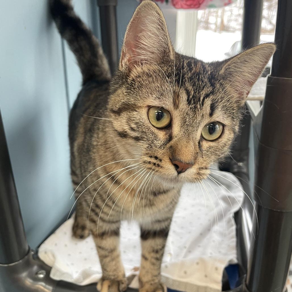 Enlarge Rey (Dinah), a Adoptable Domestic Short Hair in New Fairfield, CT image 2/6