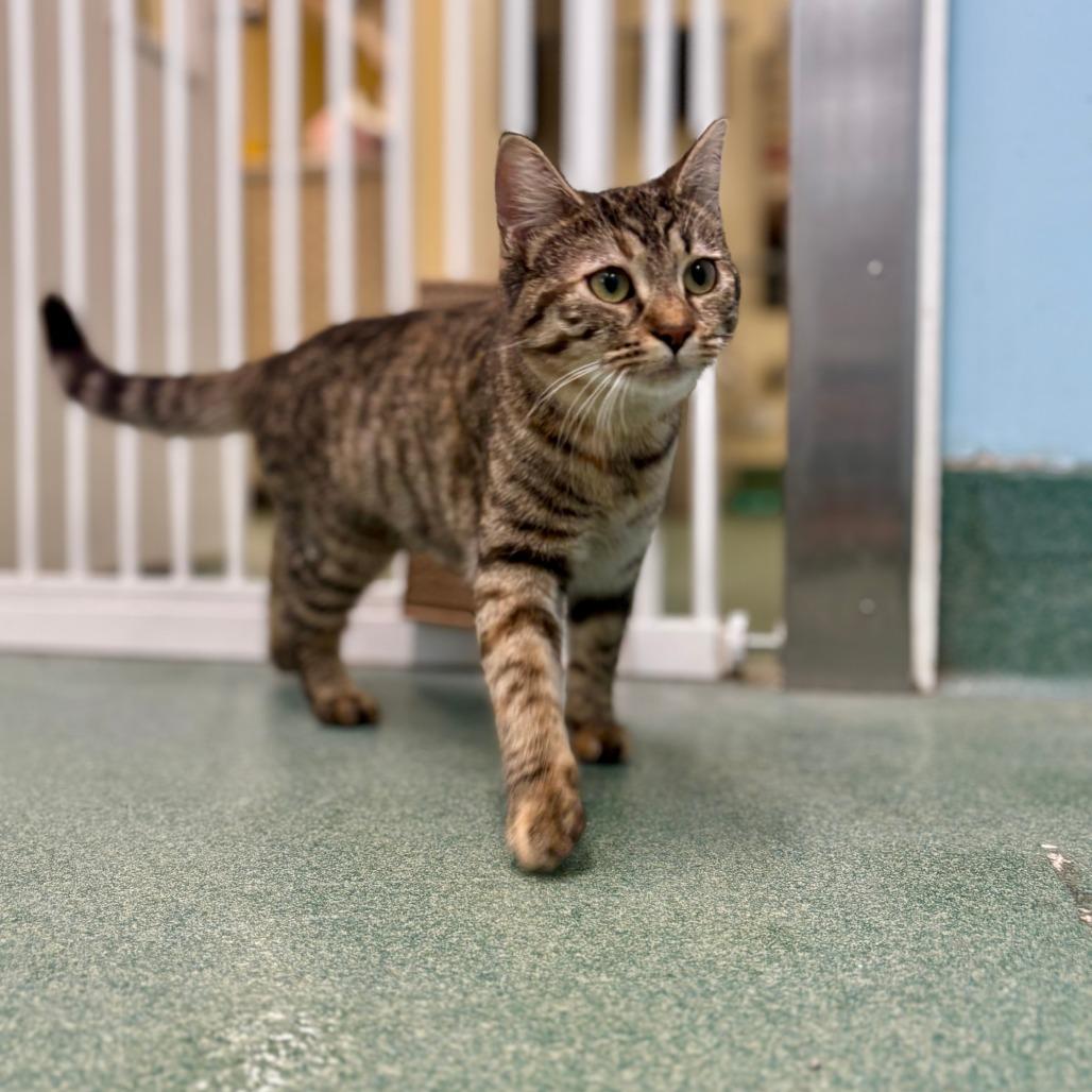 Enlarge Rey (Dinah), a Adoptable Domestic Short Hair in New Fairfield, CT image 3/6