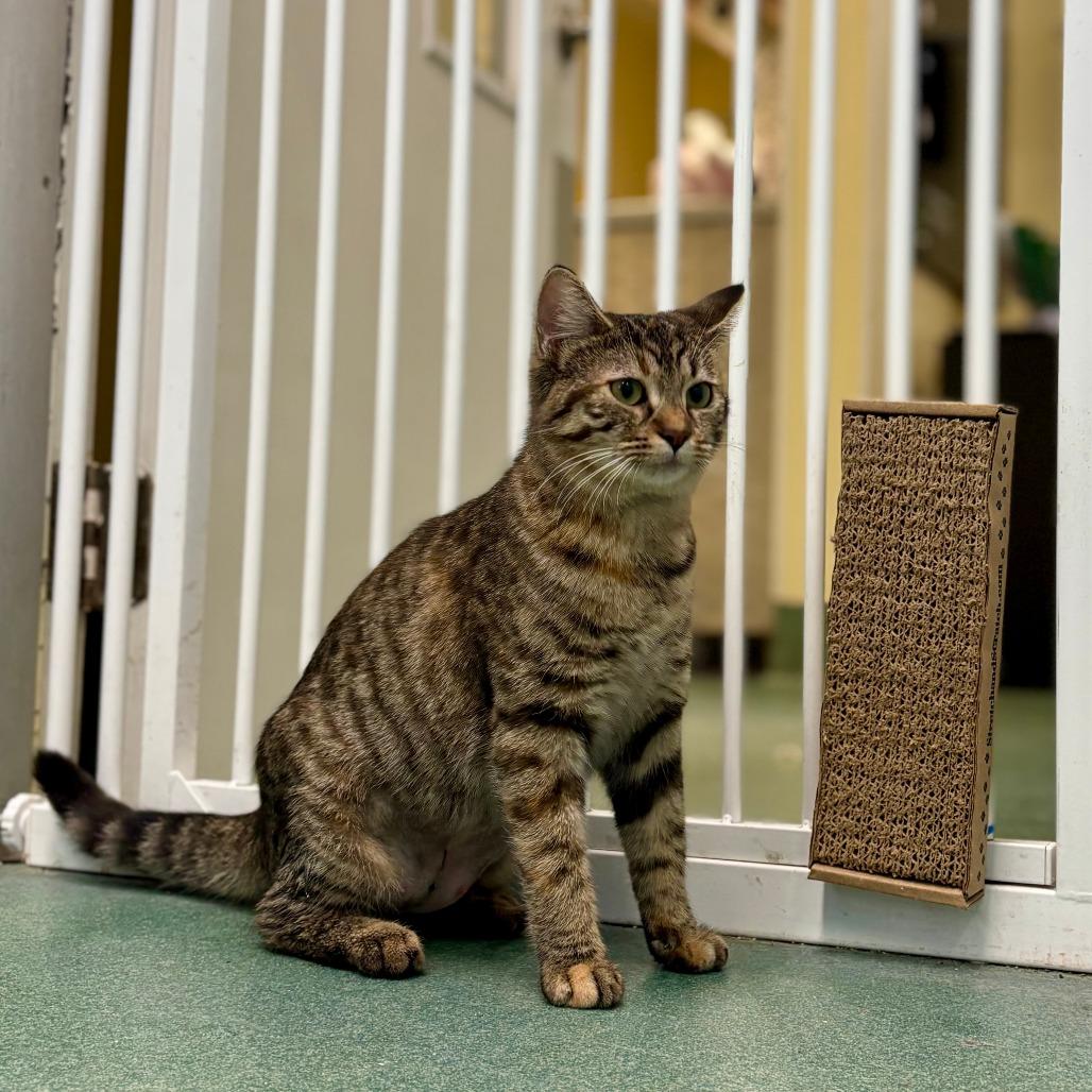 Enlarge Rey (Dinah), a Adoptable Domestic Short Hair in New Fairfield, CT image 4/6