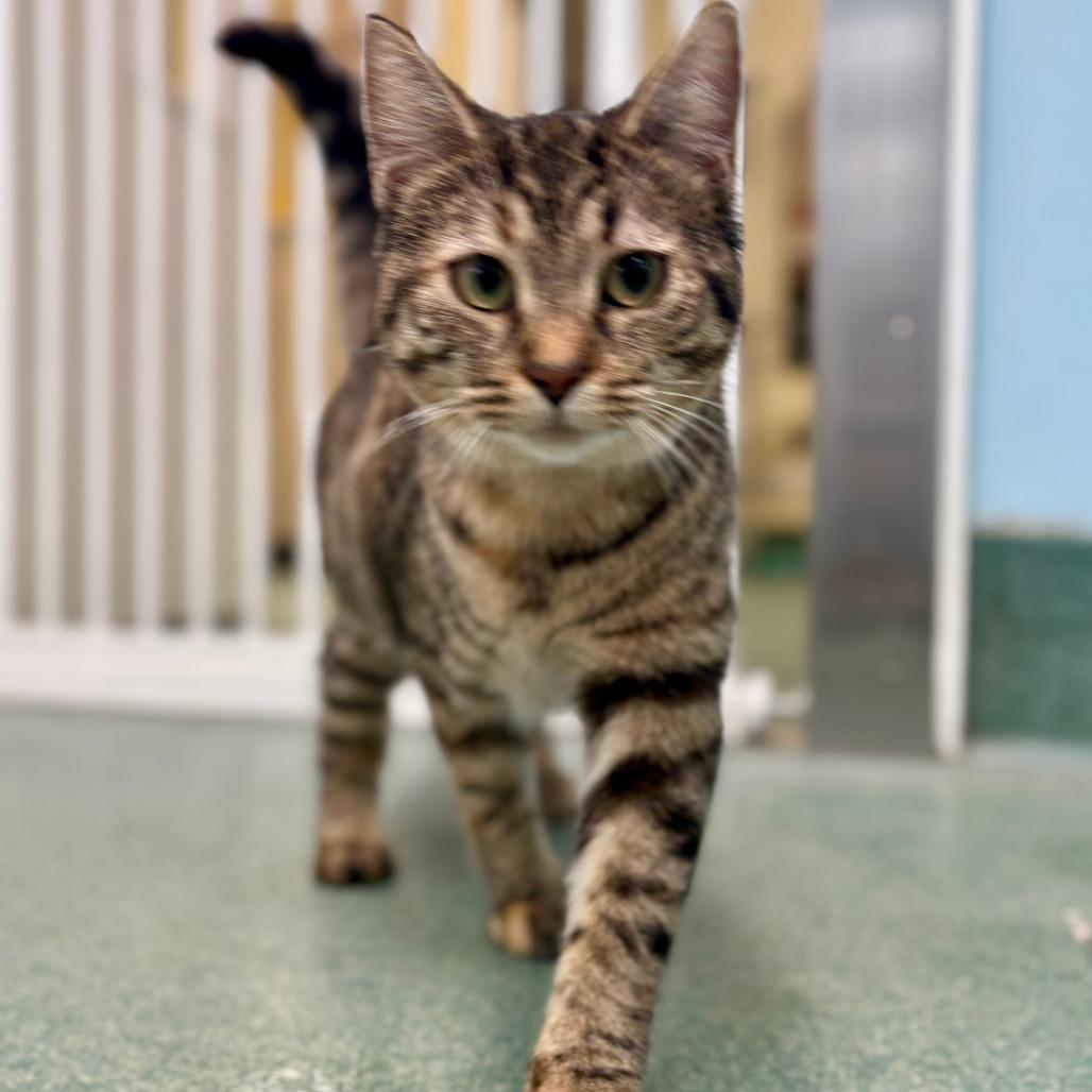 Enlarge Rey (Dinah), a Adoptable Domestic Short Hair in New Fairfield, CT image 5/6