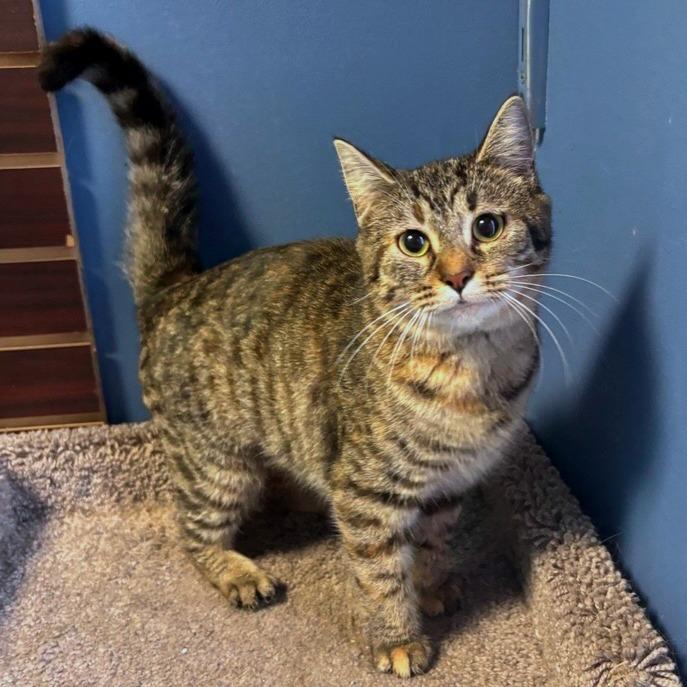 Enlarge Rey (Dinah), a Adoptable Domestic Short Hair in New Fairfield, CT image 6/6