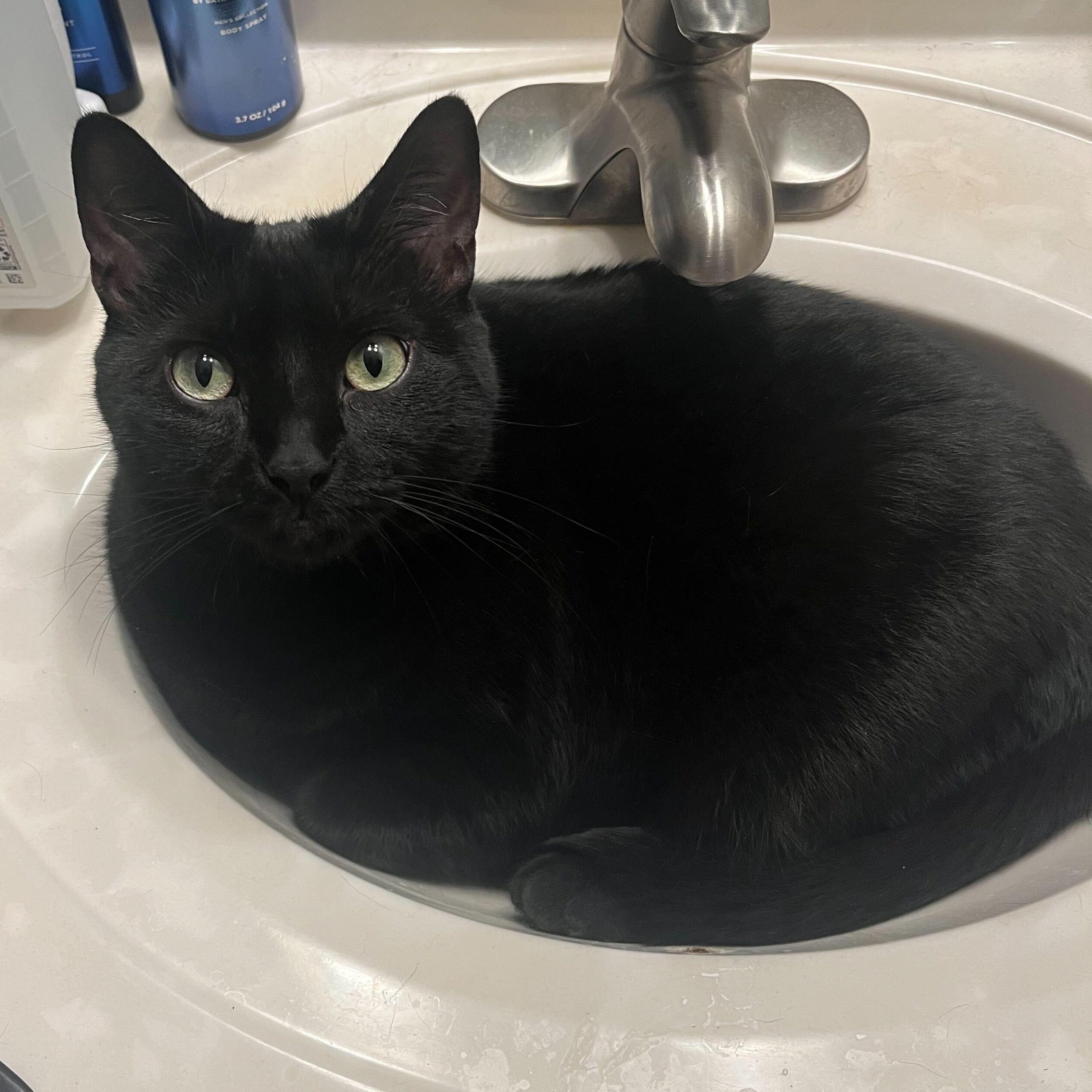 Enlarge Smeagle and Artemis, an adopted Domestic Short Hair in Waltham, MA image 3/5