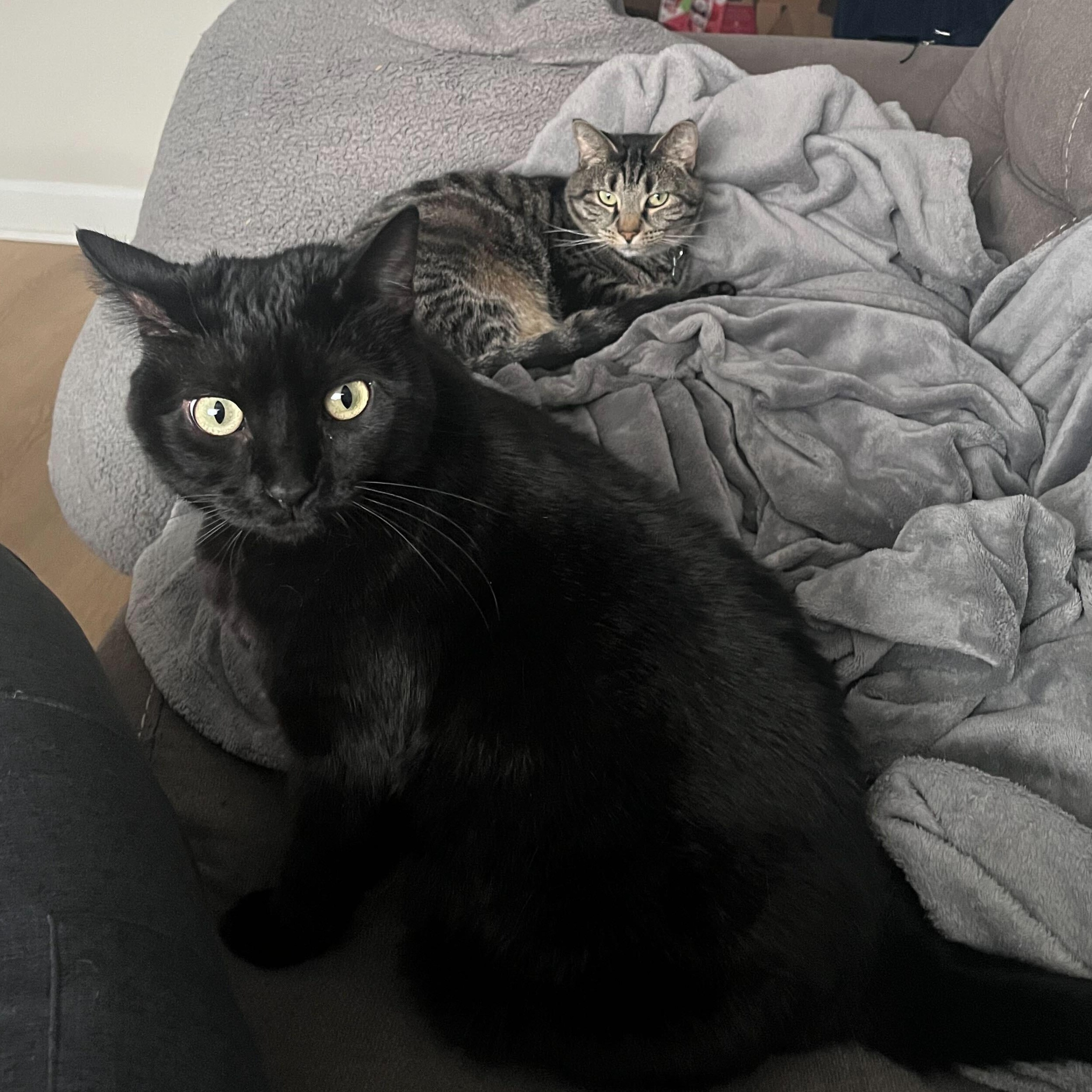 Smeagle and Artemis, adopted, Young Female Domestic Short Hair.