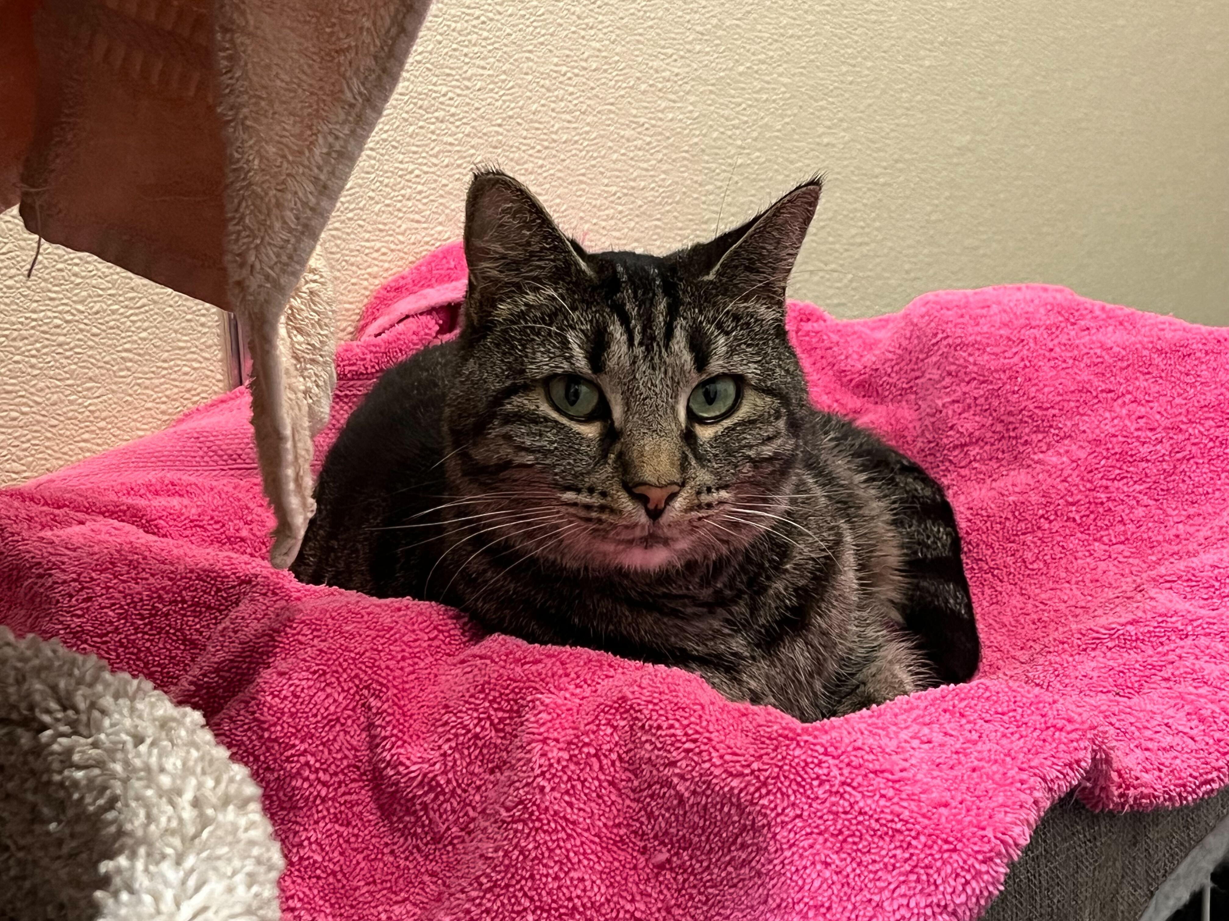Enlarge Smeagle and Artemis, an adopted Domestic Short Hair in Waltham, MA image 4/5