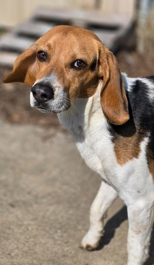 Enlarge COLT, a Adoptable Beagle in Moberly, MO image 2/2