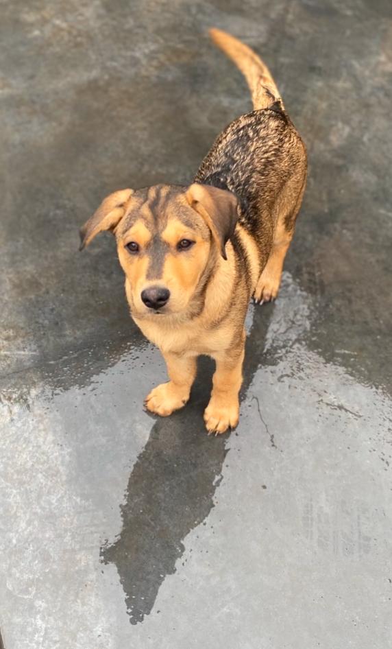 Winnie, a Adoptable mixed breed in Century City, CA image 1/2