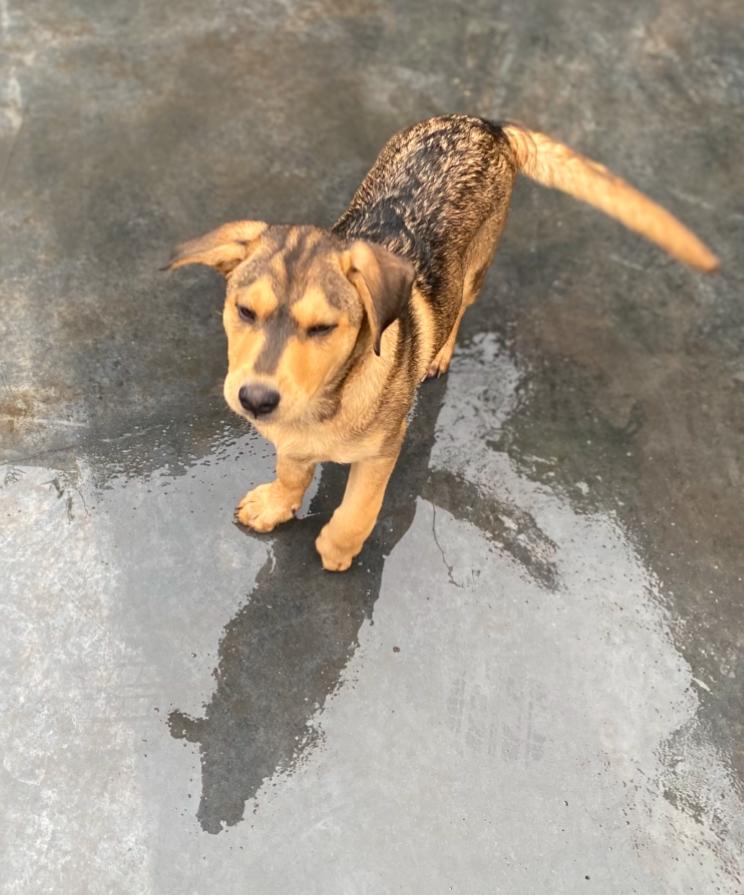 Winnie, a Adoptable mixed breed in Century City, CA image 2/2