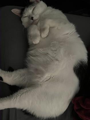 Majestic, Adoptable, Adult Female Domestic Short Hair & Domestic Short Hair.