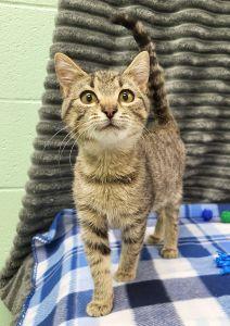 Enlarge Barley, an adopted Domestic Short Hair in Bucyrus, OH image 1/3