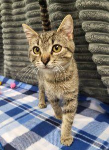 Enlarge Barley, an adopted Domestic Short Hair in Bucyrus, OH image 2/3