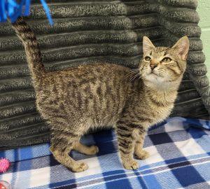 Enlarge Barley, an adopted Domestic Short Hair in Bucyrus, OH image 3/3