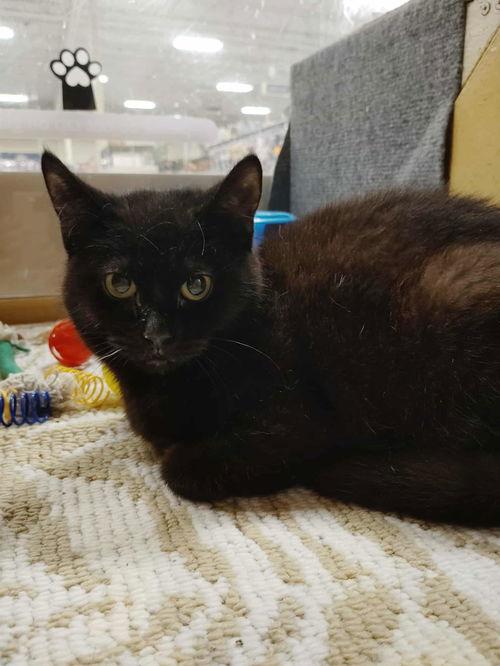 Natalia, ADOPTABLE, Kitten Female Domestic Short Hair.