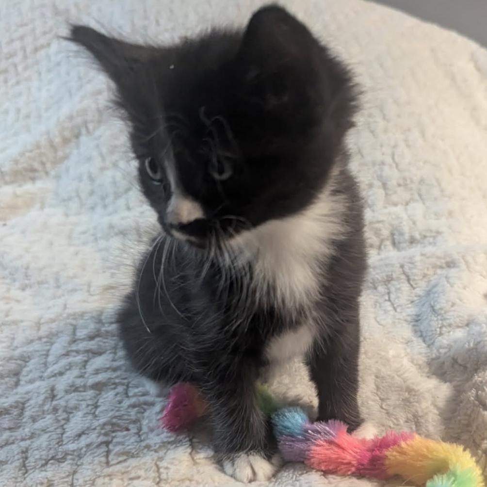 Zorro, Adoptable, Kitten Male Domestic Short Hair.
