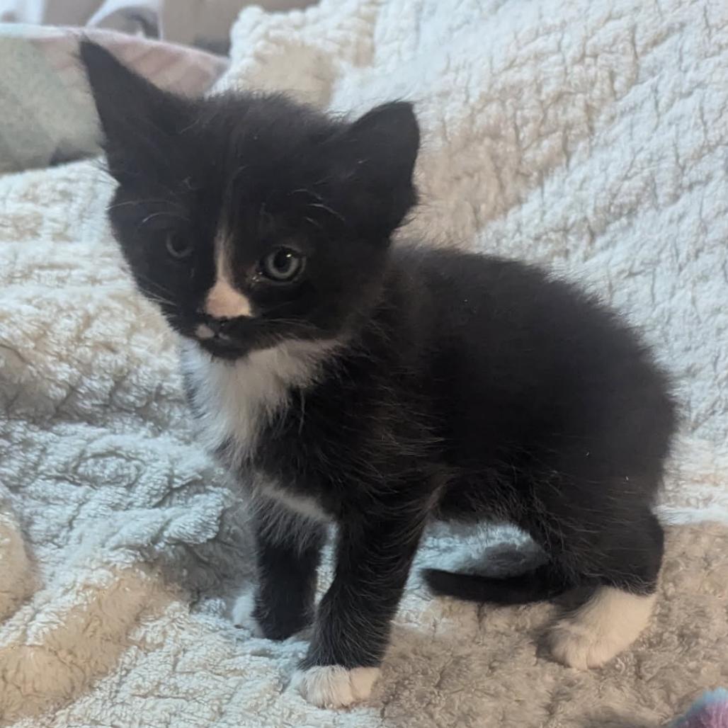Zorro, a Adoptable Domestic Short Hair in Las Vegas, NV image 2/3