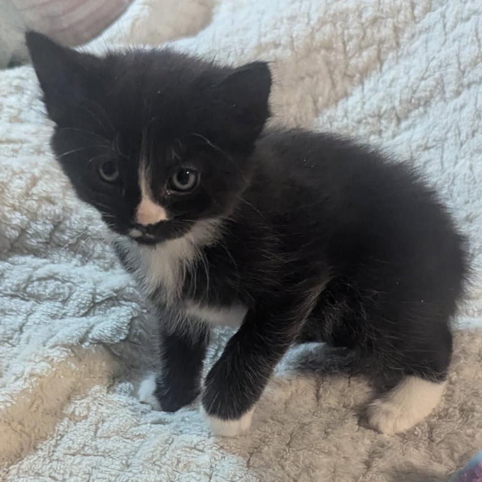 Zorro, a Adoptable Domestic Short Hair in Las Vegas, NV image 3/3