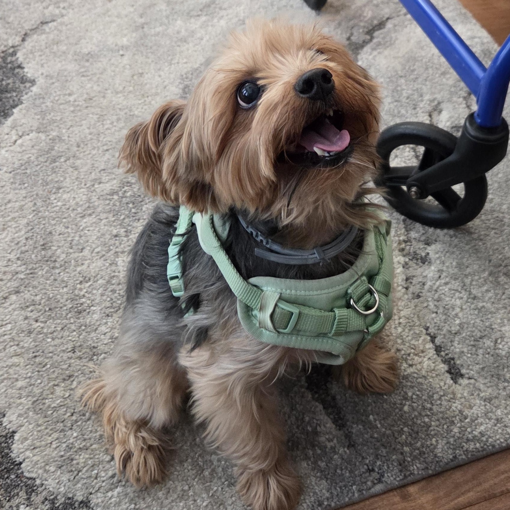 Charming Chauncey , an adoptable Yorkshire Terrier in Reston, VA image 6/6