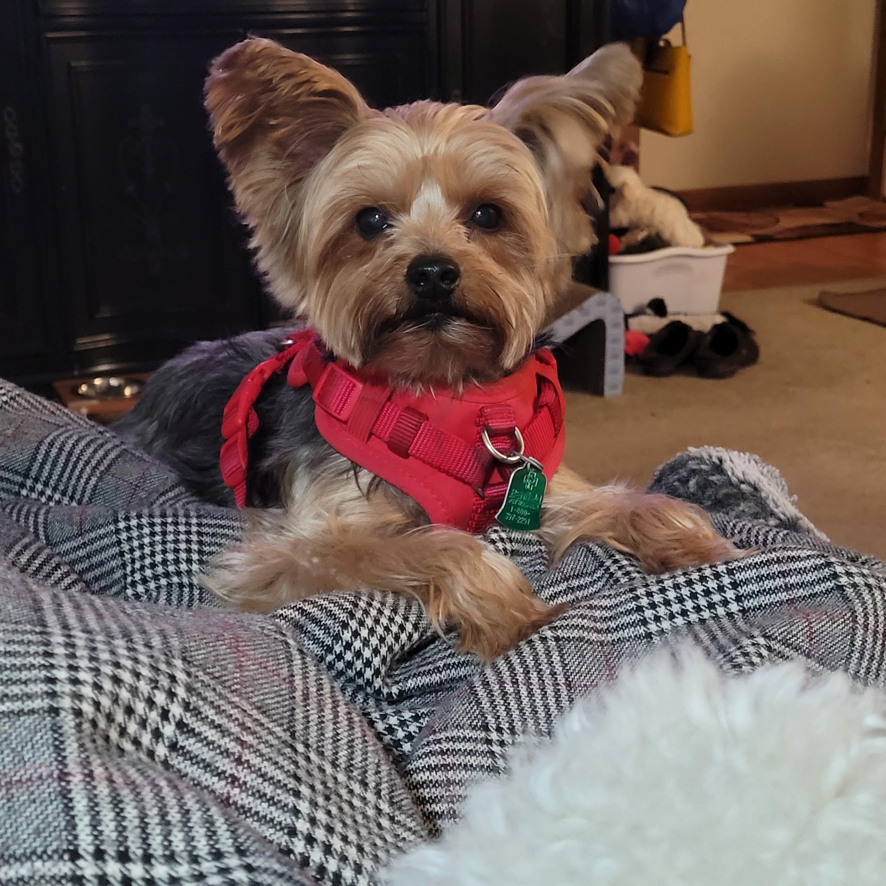 Charming Chauncey , an adoptable Yorkshire Terrier in Reston, VA image 2/6