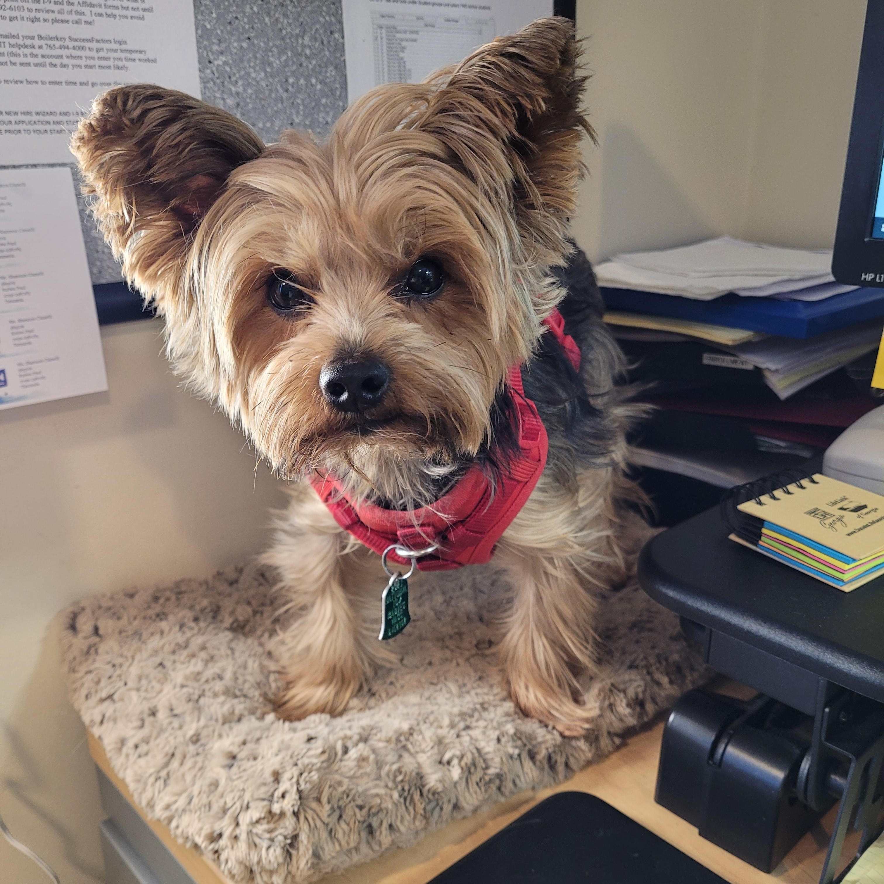 Charming Chauncey , an adoptable Yorkshire Terrier in Reston, VA image 5/6