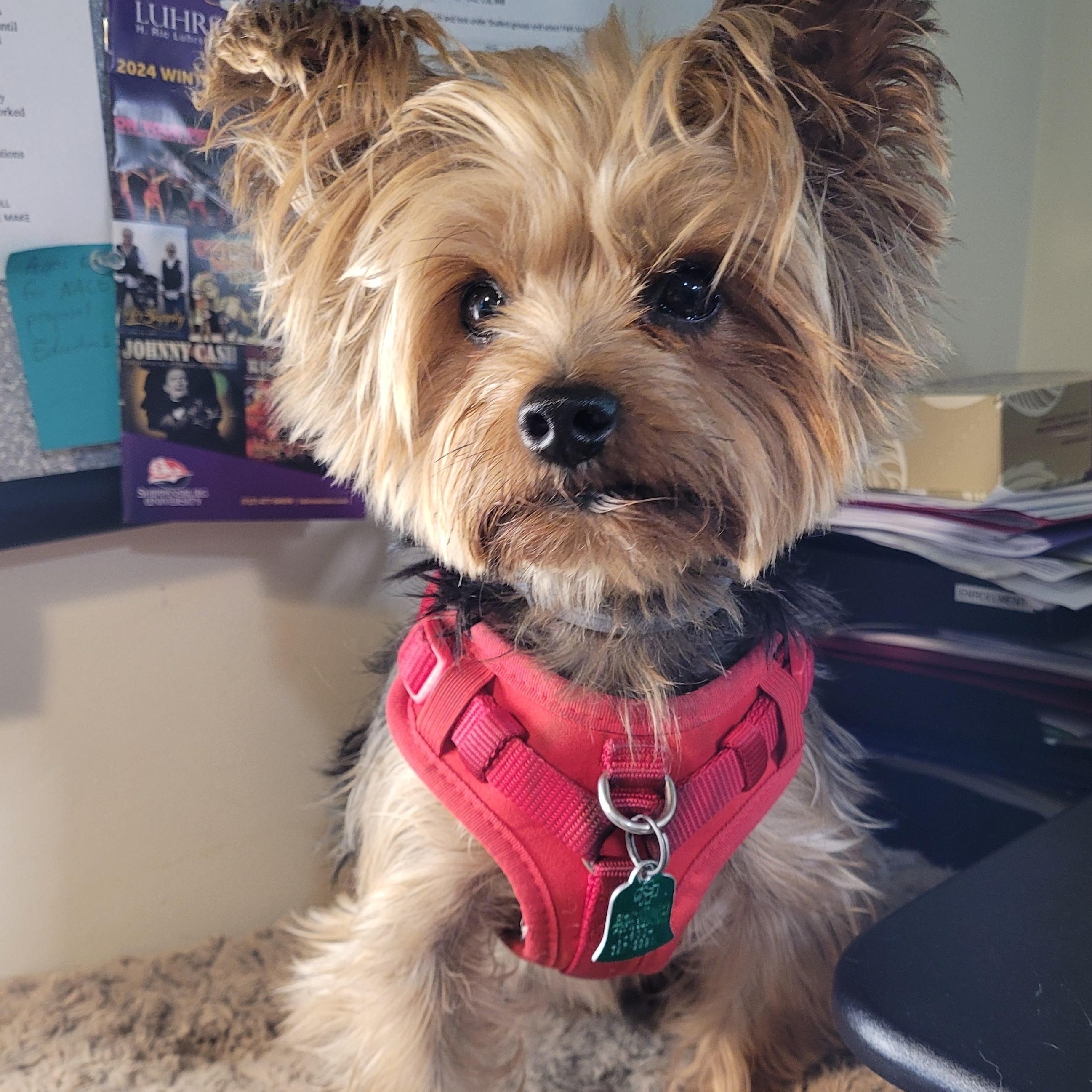 Charming Chauncey , an adoptable Yorkshire Terrier in Reston, VA image 1/6