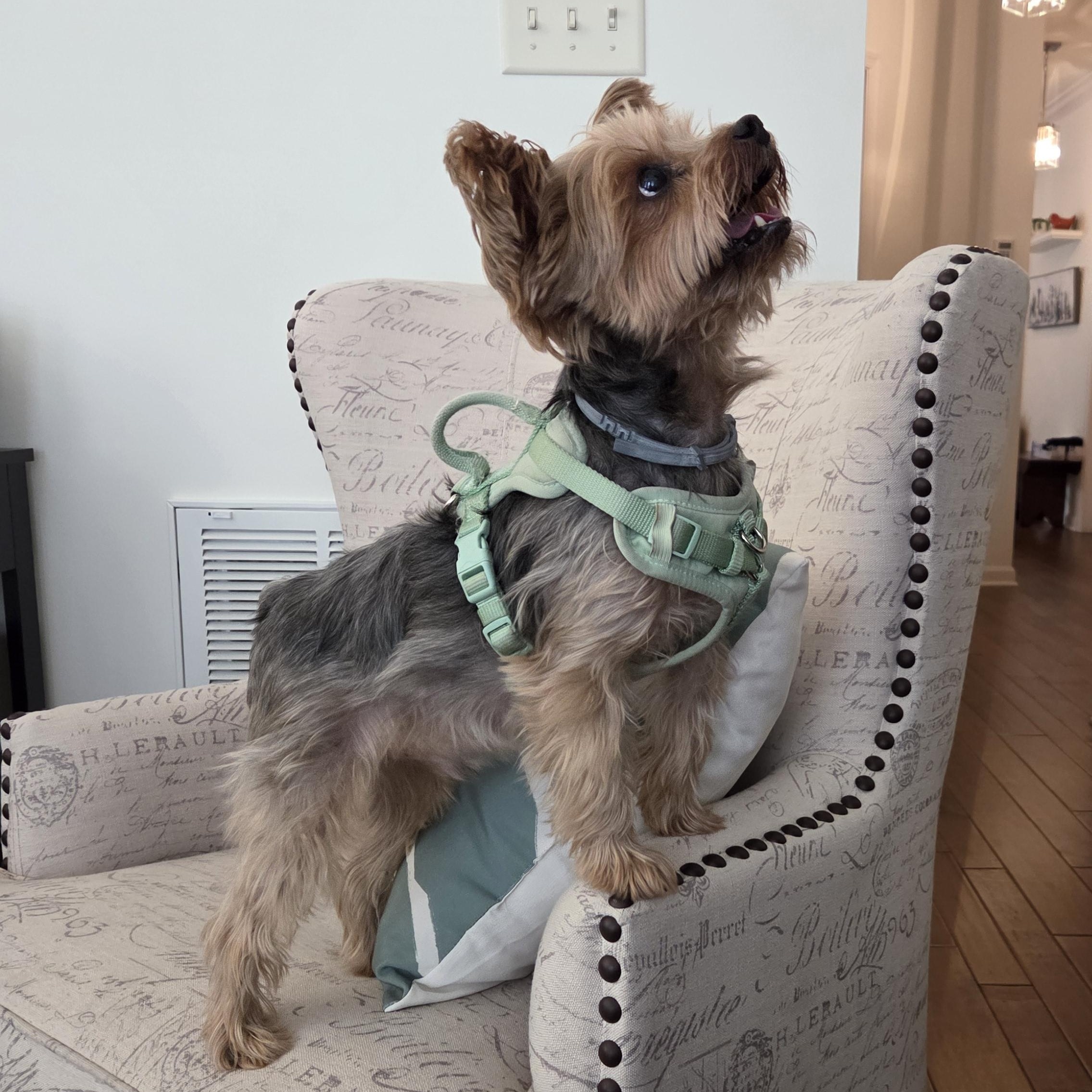 Charming Chauncey , an adoptable Yorkshire Terrier in Reston, VA image 4/6