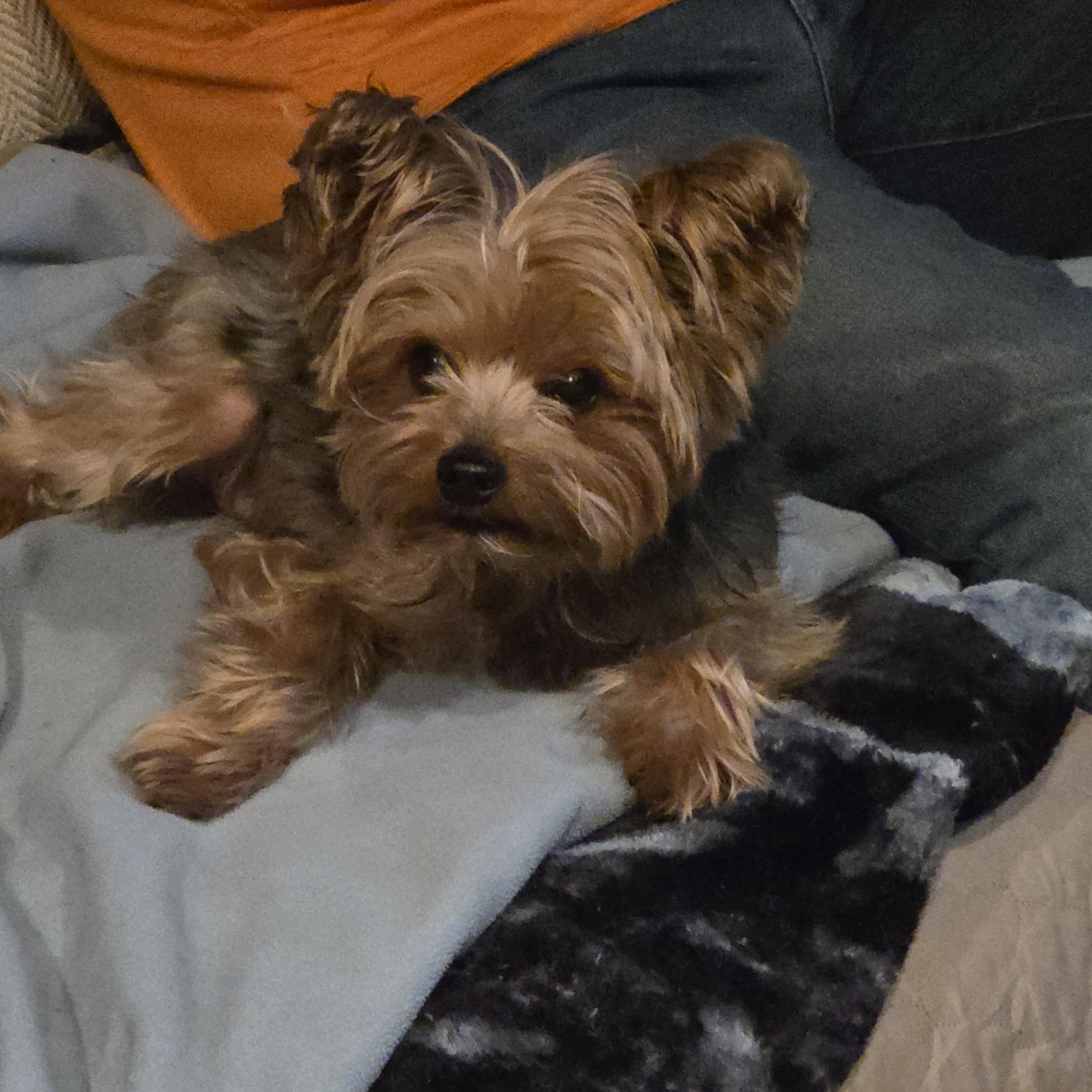 Charming Chauncey , an adoptable Yorkshire Terrier in Reston, VA image 3/6