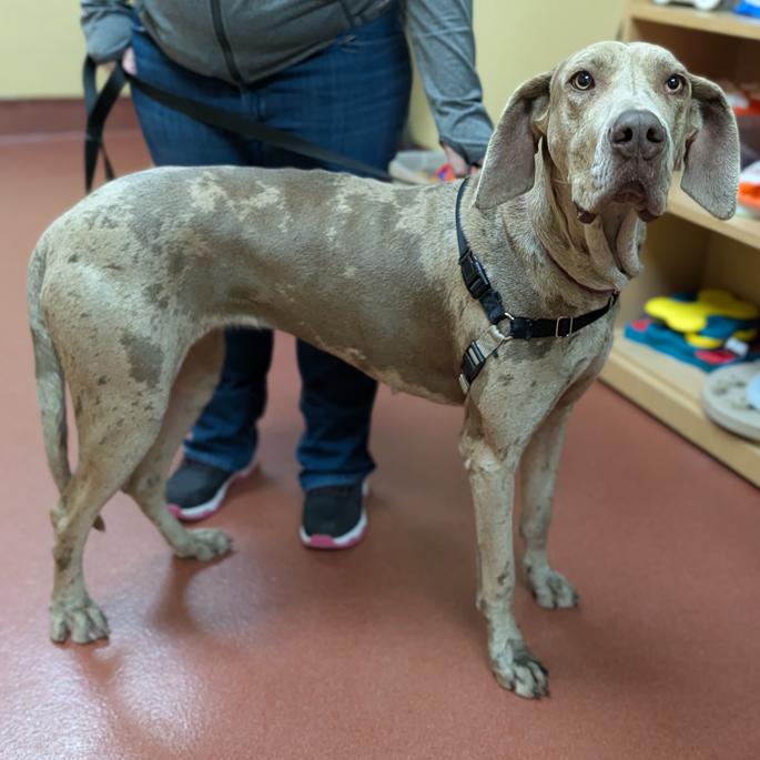 Enlarge Freya, an adoption pending Great Dane in POTOMAC, MD image 1/4