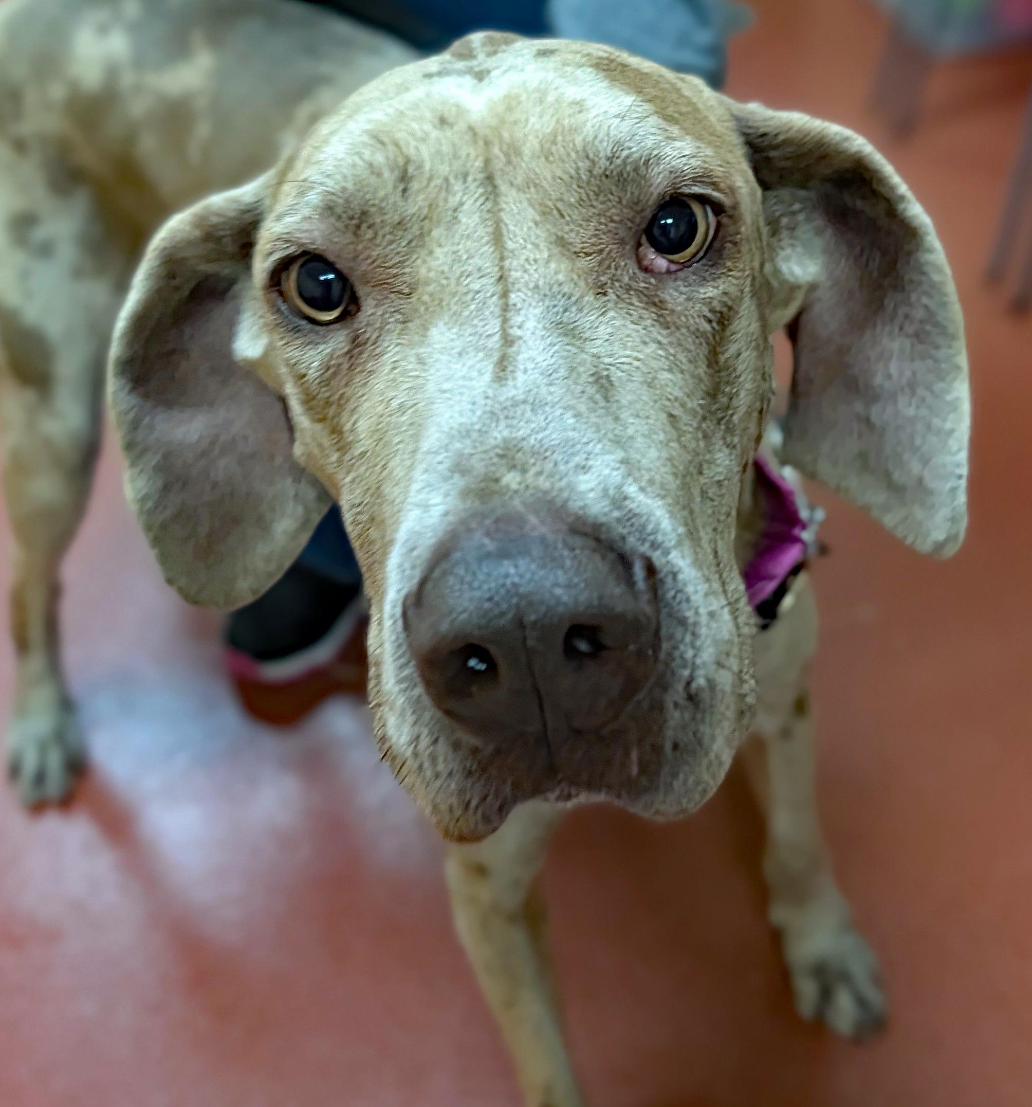 Enlarge Freya, an adoption pending Great Dane in POTOMAC, MD image 2/4