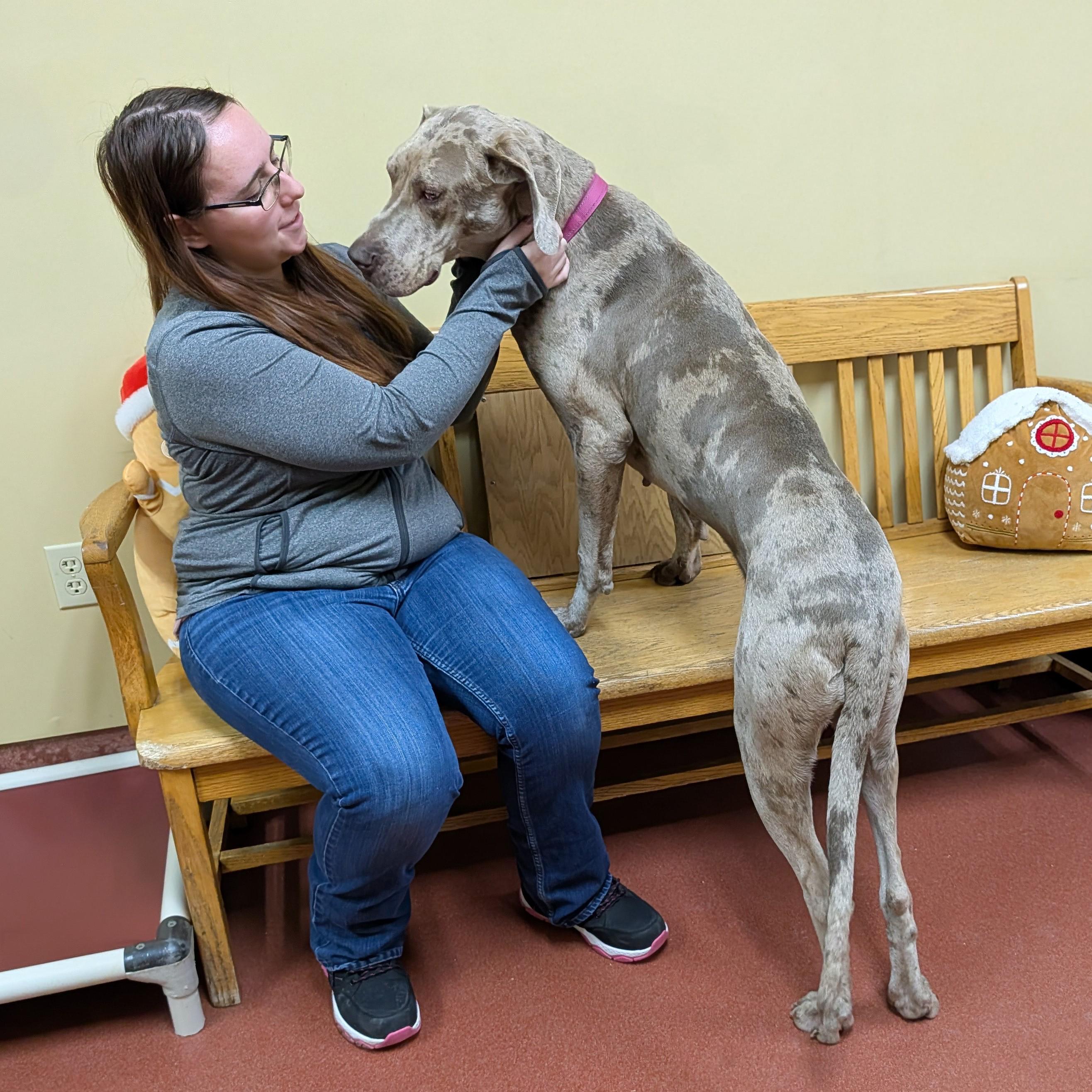 Enlarge Freya, an adoption pending Great Dane in POTOMAC, MD image 3/4