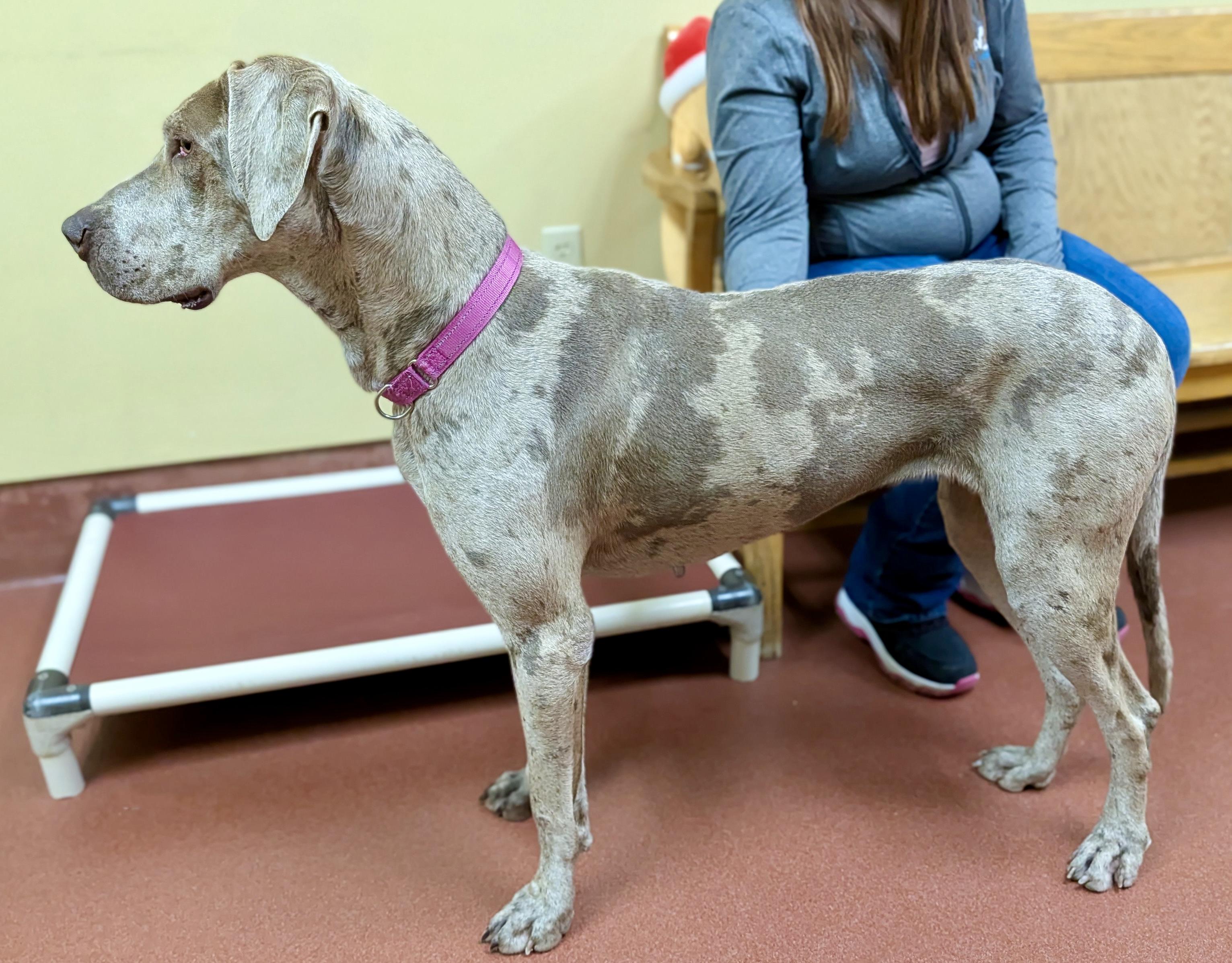 Enlarge Freya, an adoption pending Great Dane in POTOMAC, MD image 4/4