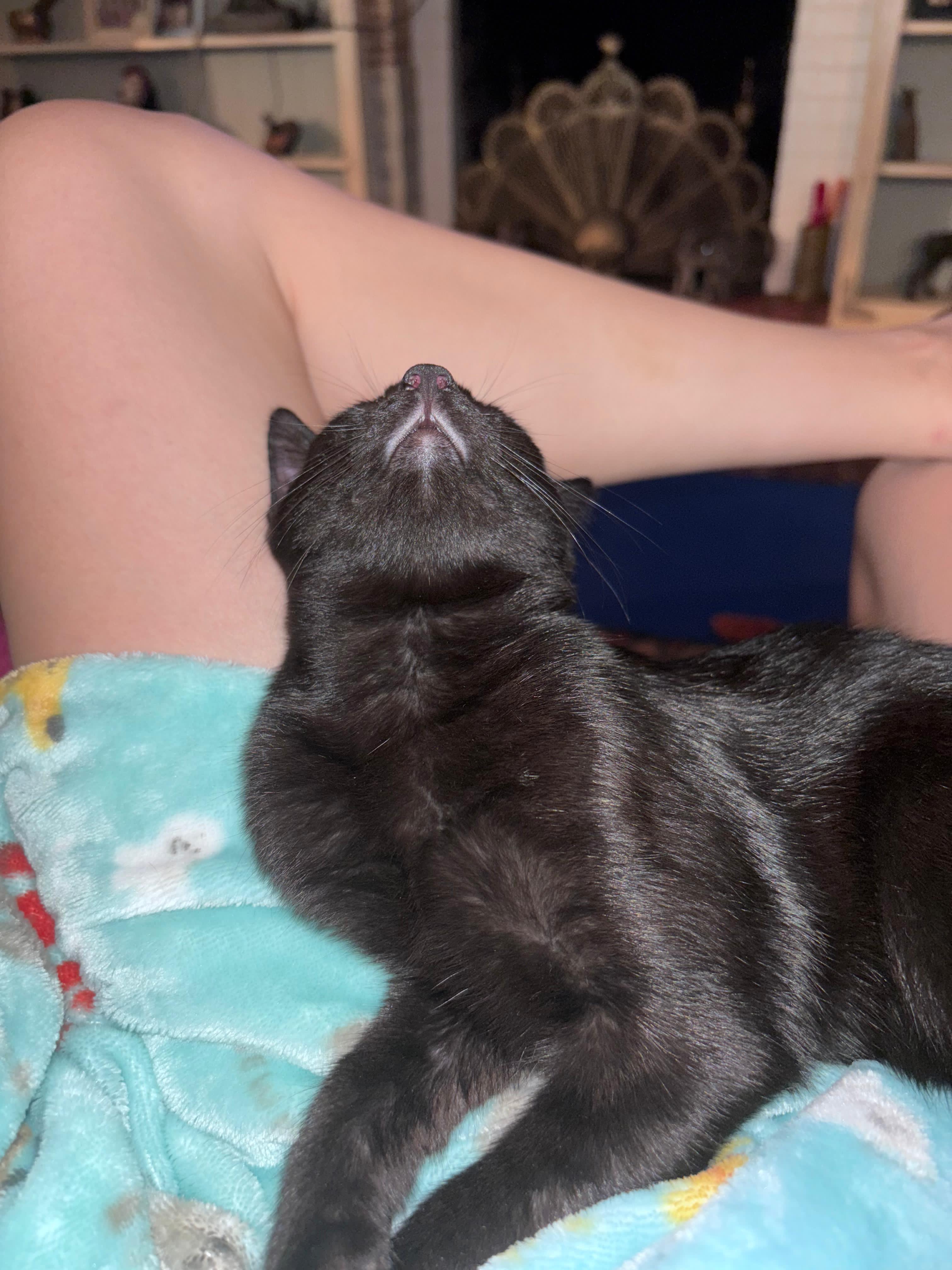 Maxwell Edison thumbnail 3