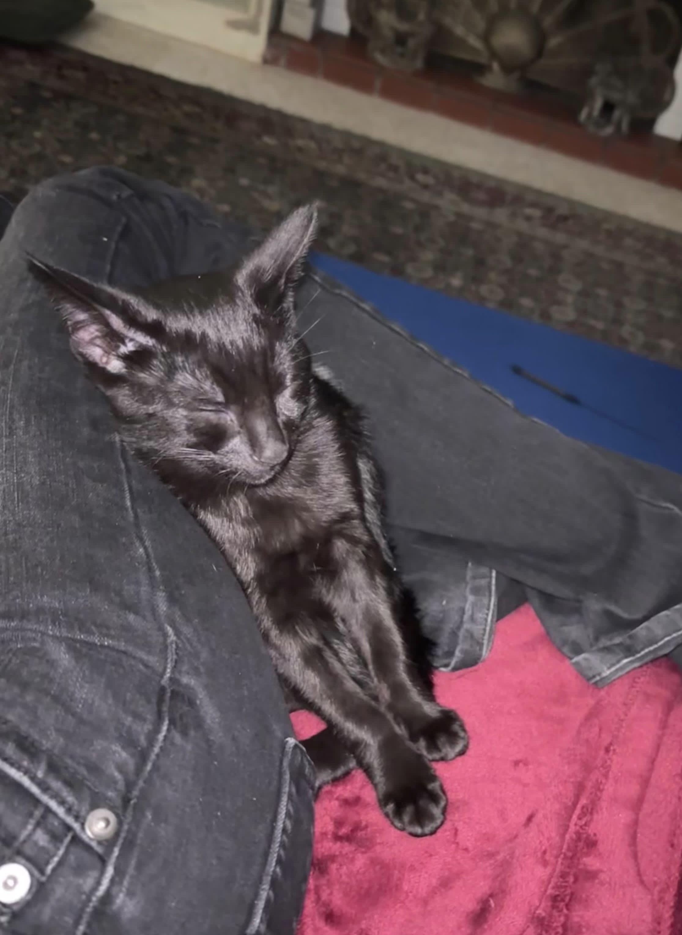 Maxwell Edison thumbnail 5