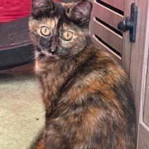 Prancer, Adoptable, Young Female Domestic Short Hair.