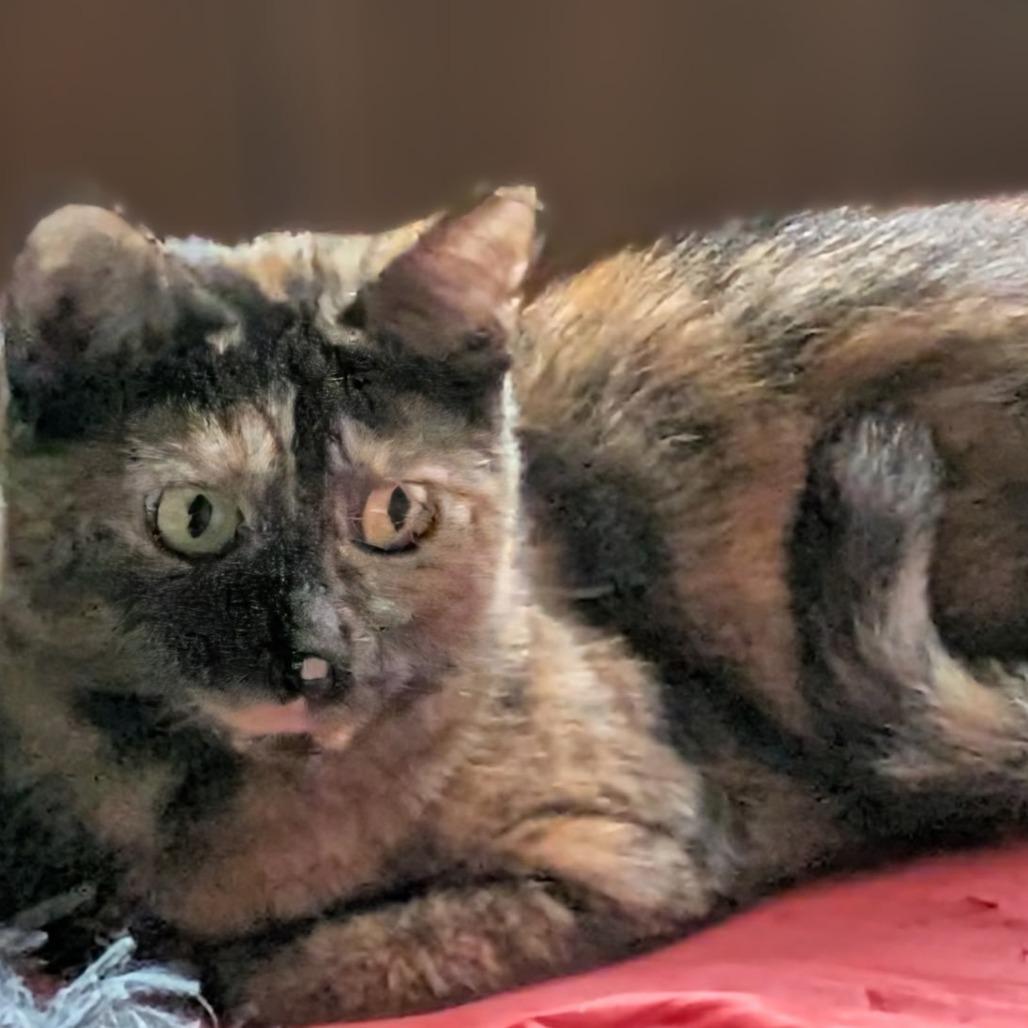 Prancer, a Adoptable Domestic Short Hair in Woodbridge, VA image 2/2