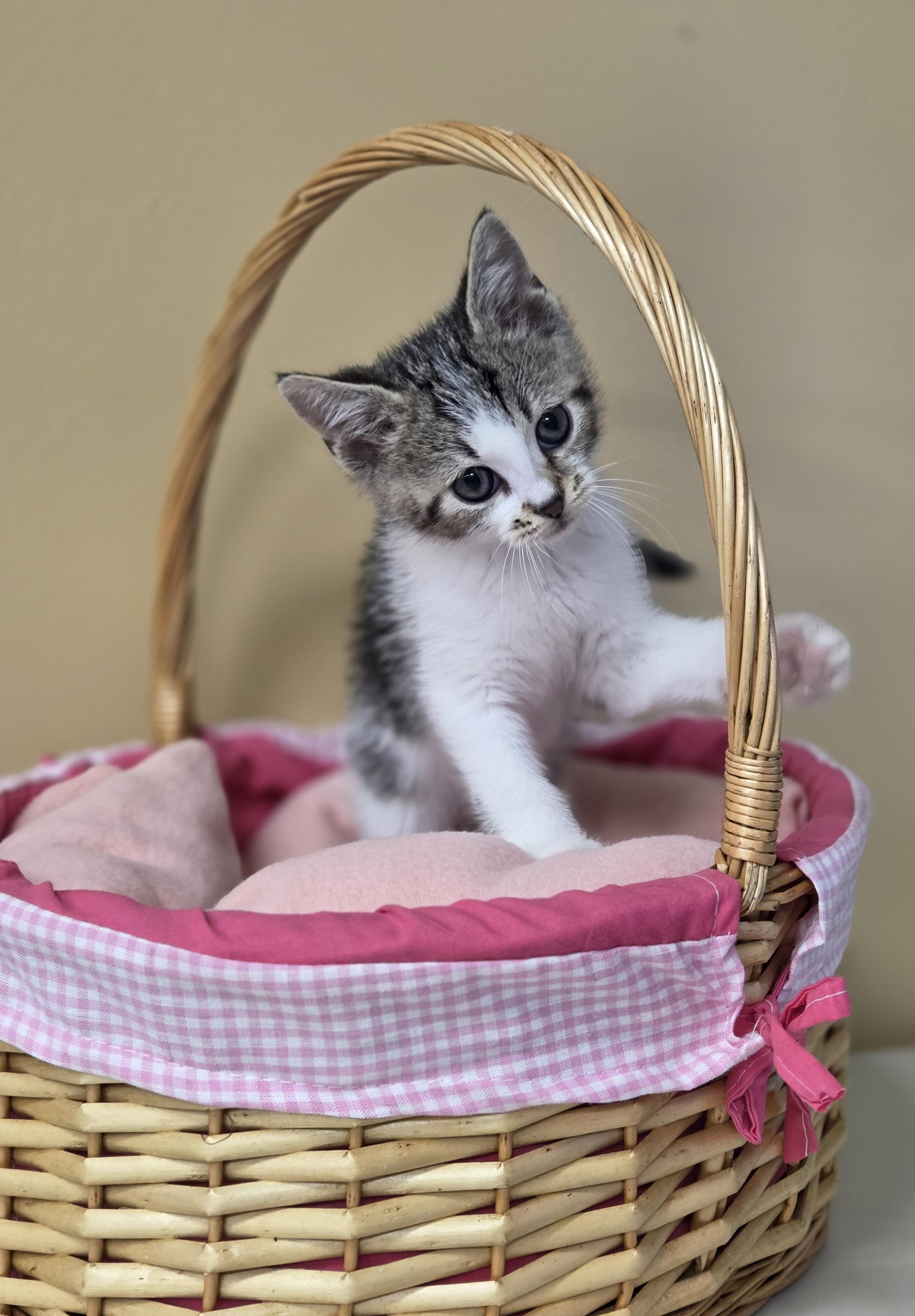 Graphene, an adoptable Domestic Short Hair in Park Rapids, MN, 56470 | Photo Image 1