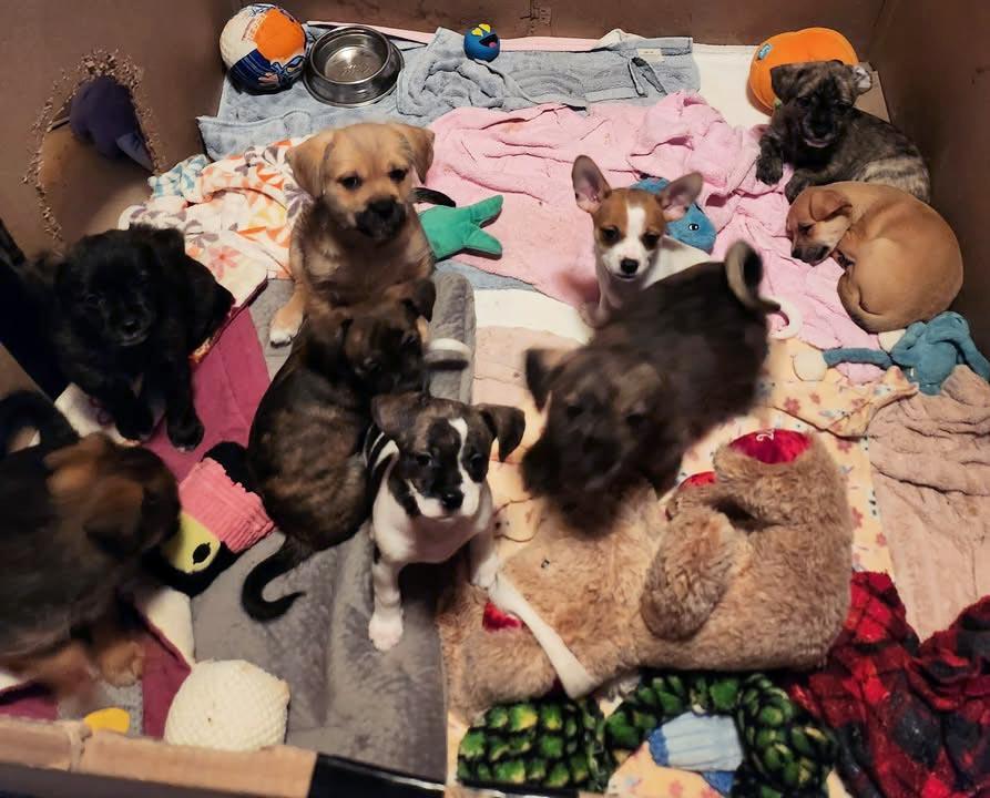 Enlarge Puppies female, a ADOPTABLE Mixed Breed in Plover, WI image 1/2