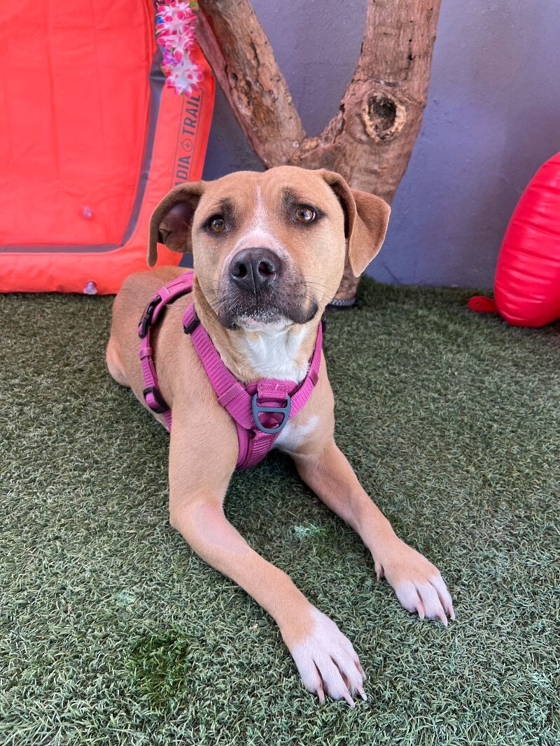 Dog for adoption Margot, a Pit Bull Terrier & Labrador Retriever Mix