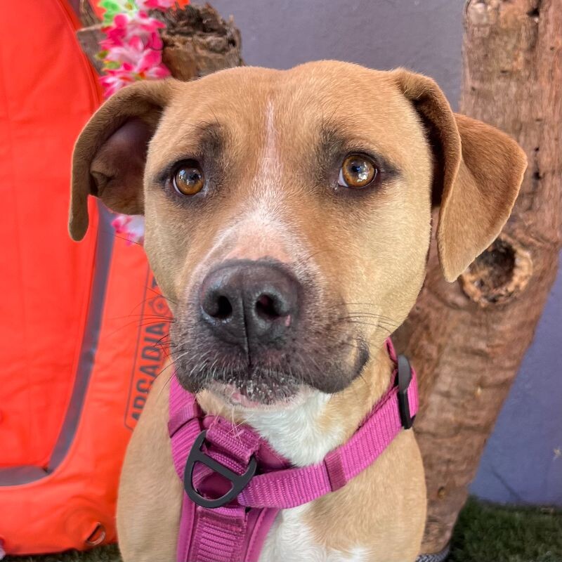 Dog for adoption Margot, a Pit Bull Terrier & Labrador Retriever Mix