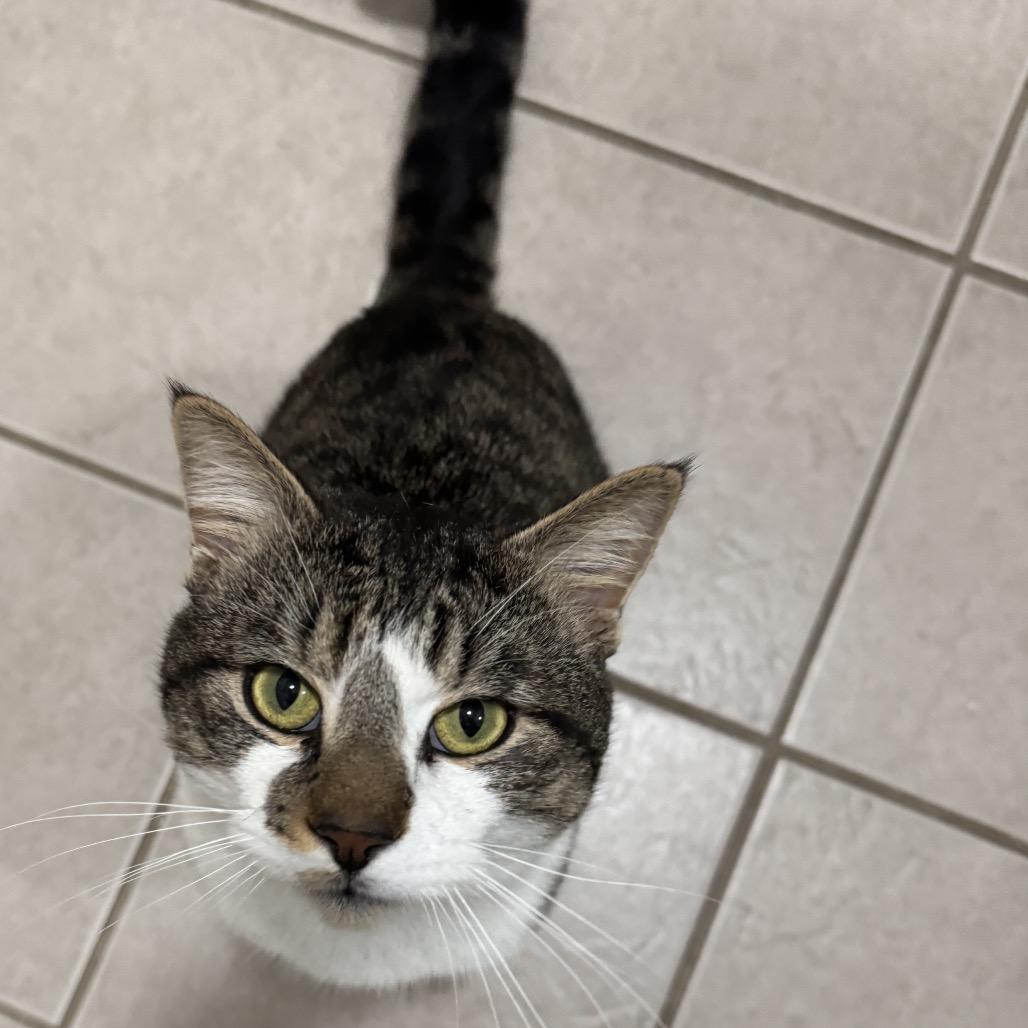 26-72 Tigger, Adoptable, Adult Male Domestic Short Hair.