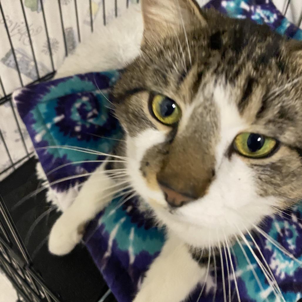 26-72 Tigger, a Adoptable Domestic Short Hair in North Branford, CT image 2/2